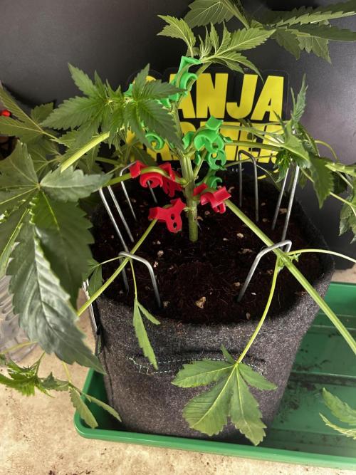 Local Ganja Farm. Week 4