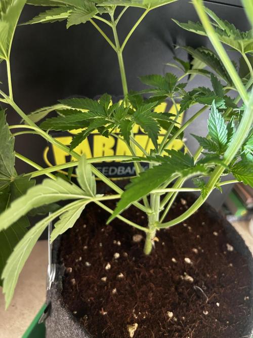 Local Ganja Farm. Week 4