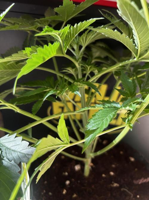 Local Ganja Farm. Week 4