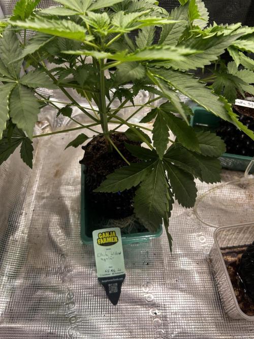 Local Ganja Farm. Week 4