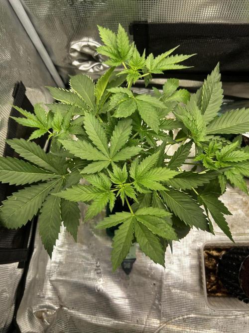 Local Ganja Farm. Week 4