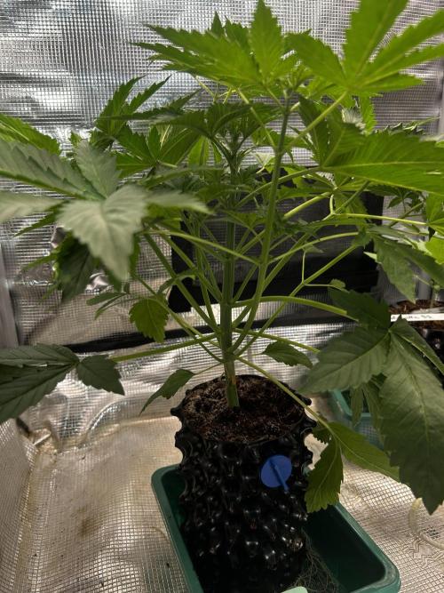 Local Ganja Farm. Week 4