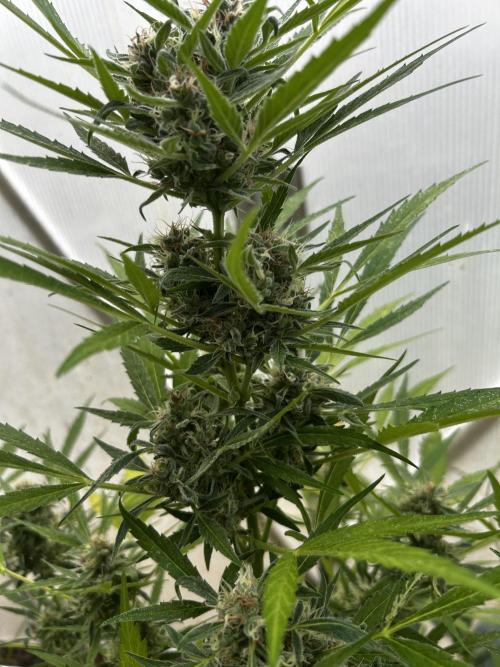 Gelato Grow. Week 11