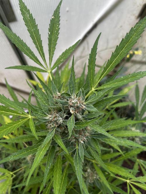 Gelato Grow. Week 11