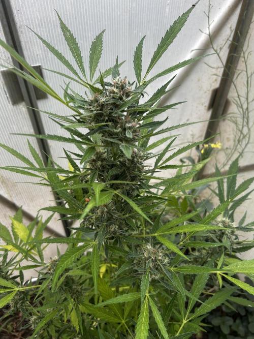 Gelato Grow. Week 11