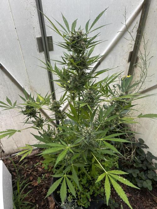 Gelato Grow. Week 11