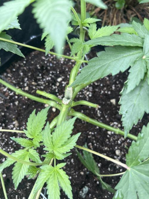 Local Ganja Farm. Week 5