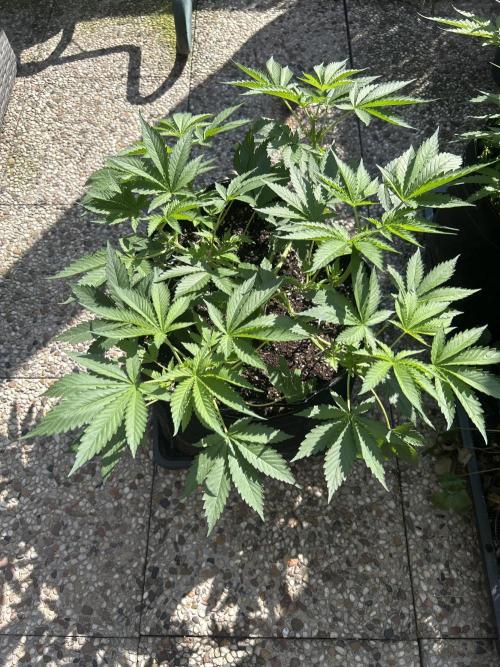 Local Ganja Farm. Week 5
