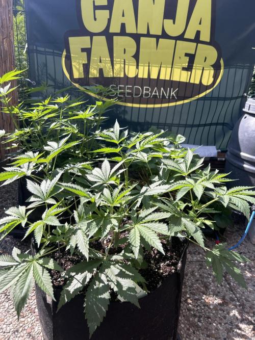 Local Ganja Farm. Week 5