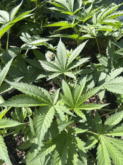 Local Ganja Farm. Week 5