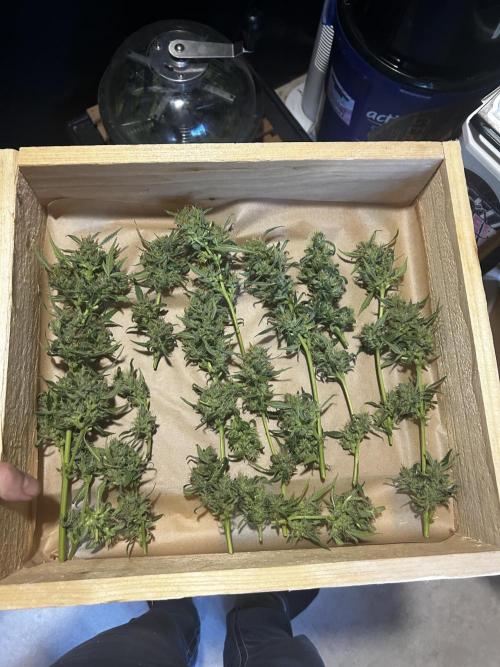 Gelato Grow. Week 12