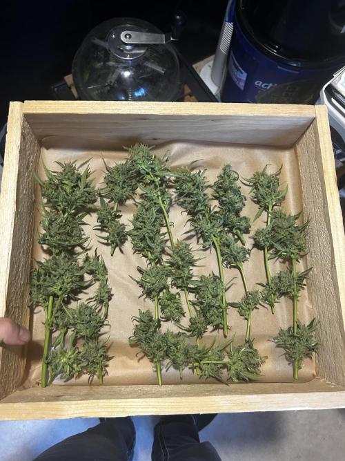 Gelato Grow. Week 12