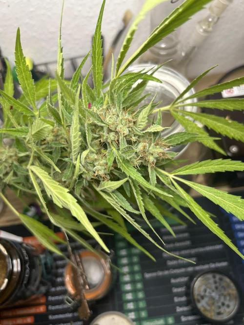 Gelato Grow. Week 12