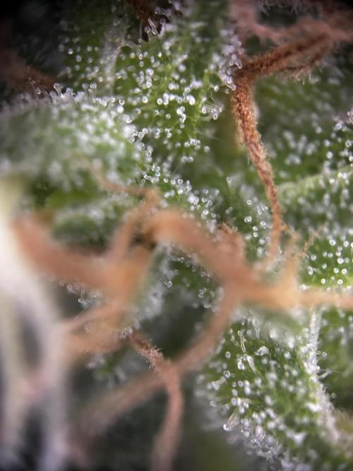 Gelato Grow. Week 12