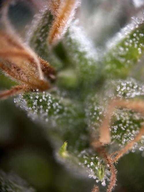 Gelato Grow. Week 12