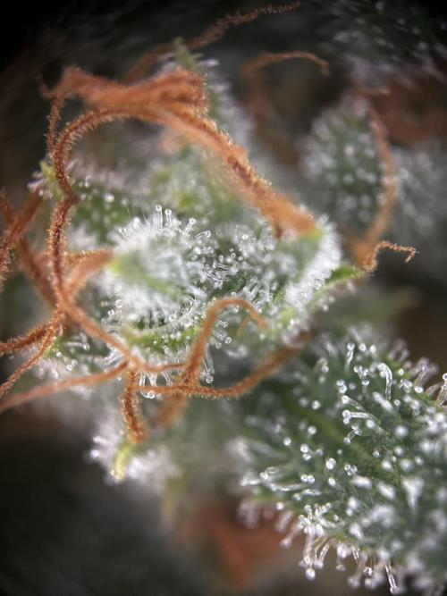 Gelato Grow. Week 12