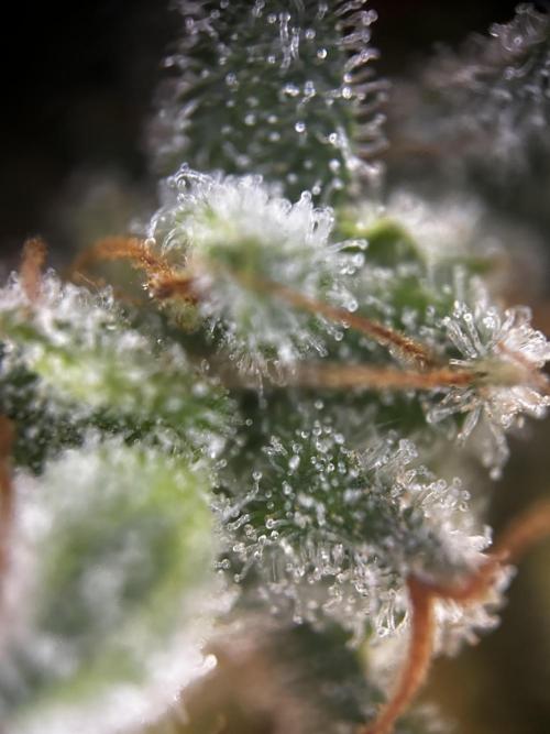 Gelato Grow. Week 12
