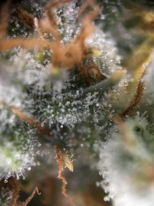 Gelato Grow. Week 12