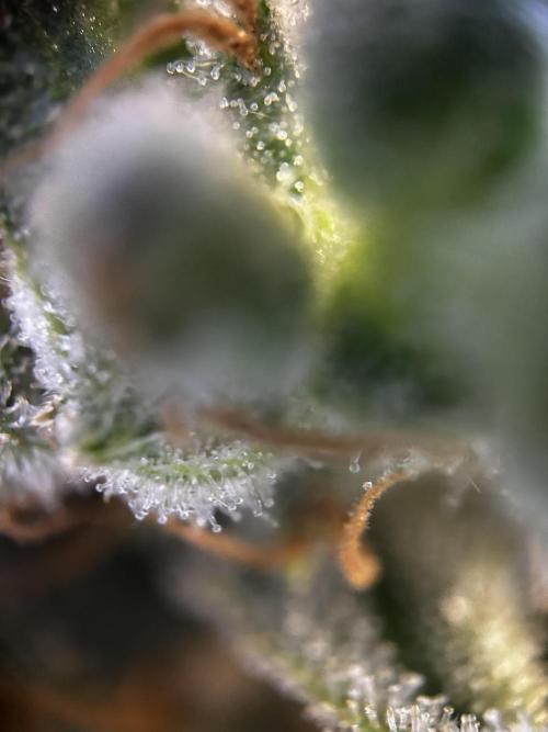 Gelato Auto. Week 12