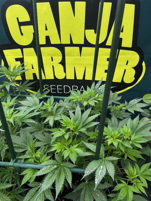 Local Ganja Farm. Week 6