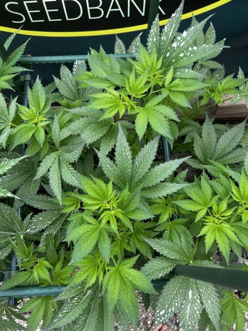 Local Ganja Farm. Week 6