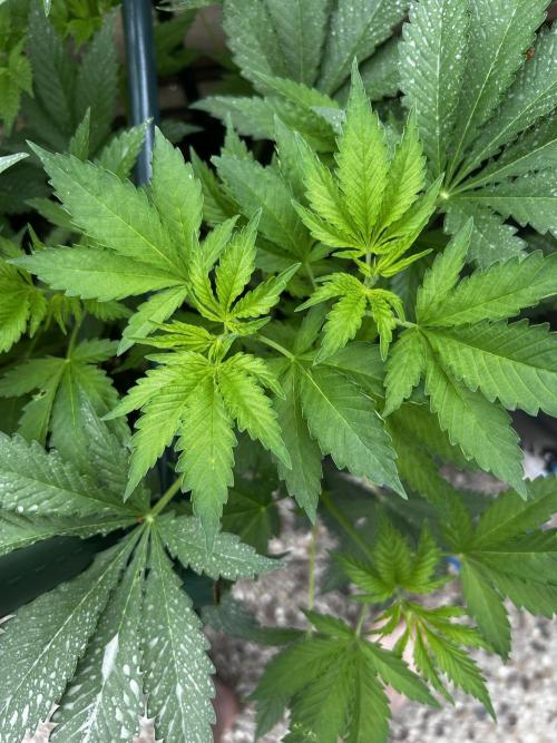Local Ganja Farm. Week 6