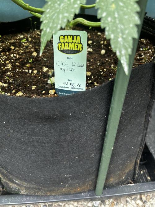 Local Ganja Farm. Week 6