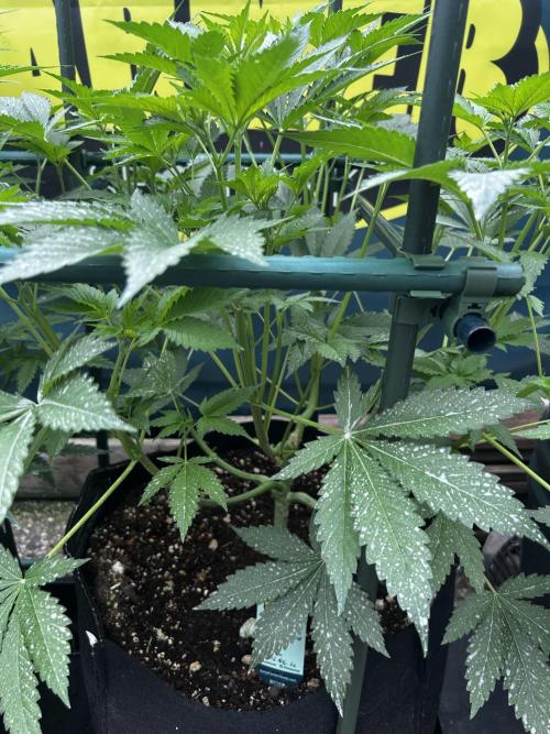 Local Ganja Farm. Week 6