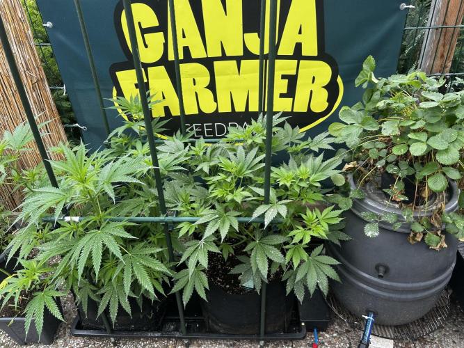 White Widow Regular. Week 6