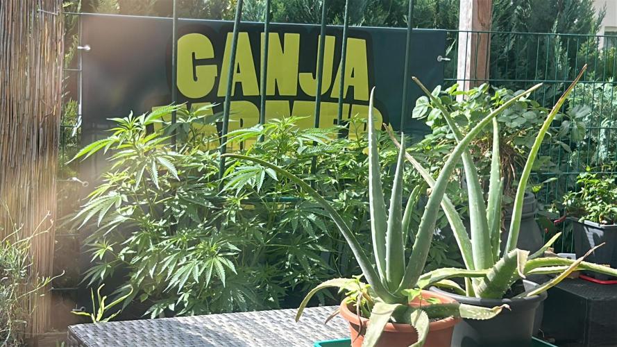Local Ganja Farm. Week 7