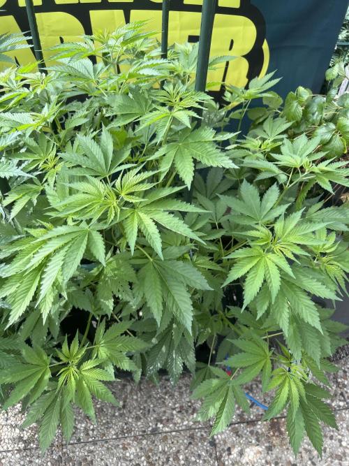 Local Ganja Farm. Week 7