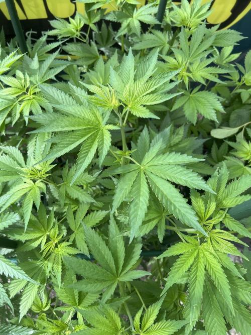 Local Ganja Farm. Week 7