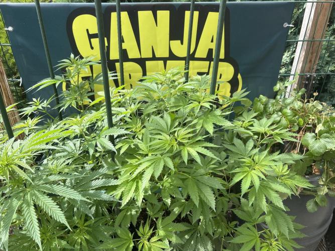 Local Ganja Farm. Week 7
