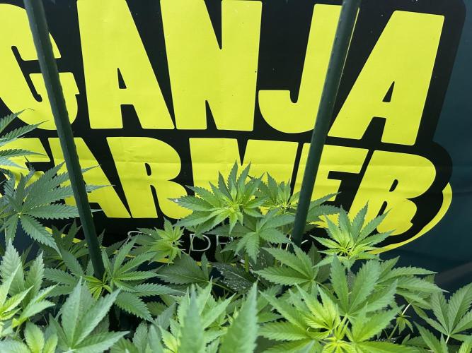 Local Ganja Farm. Week 8