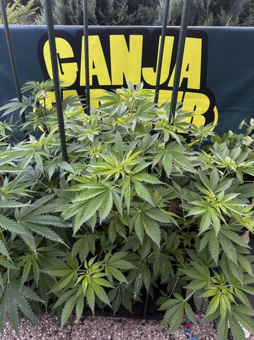 Local Ganja Farm. Week 8