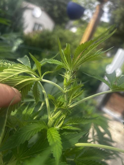 Local Ganja Farm. Week 11