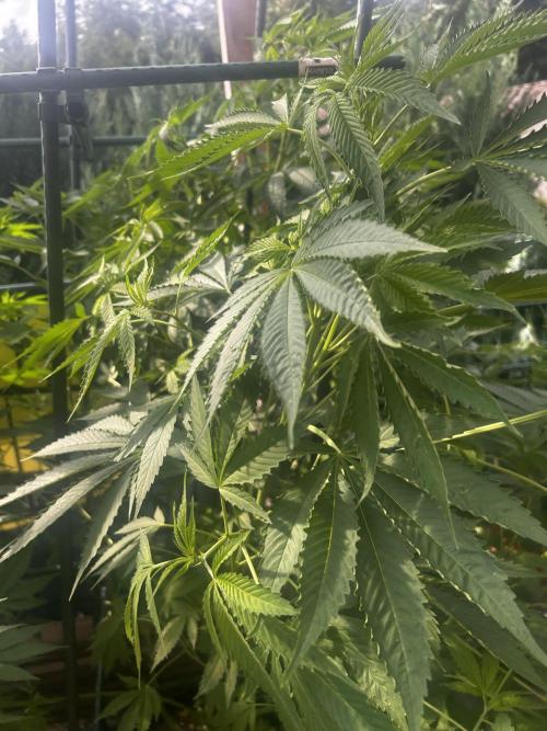 Local Ganja Farm. Week 11