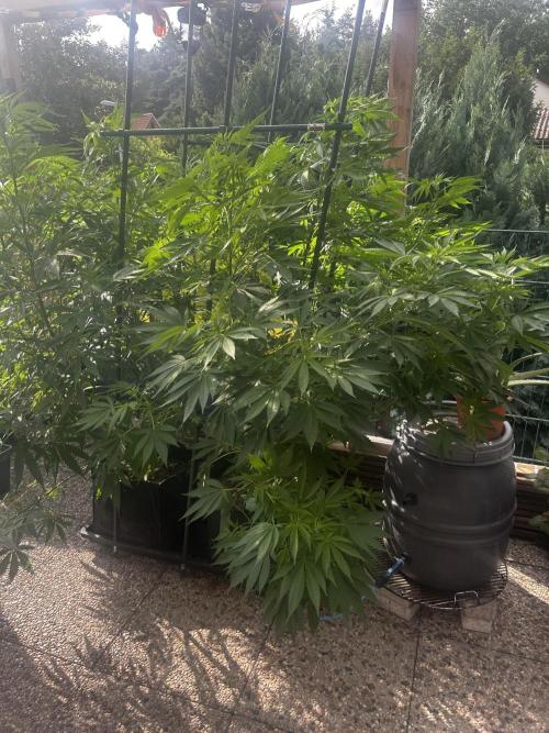 Local Ganja Farm. Week 11