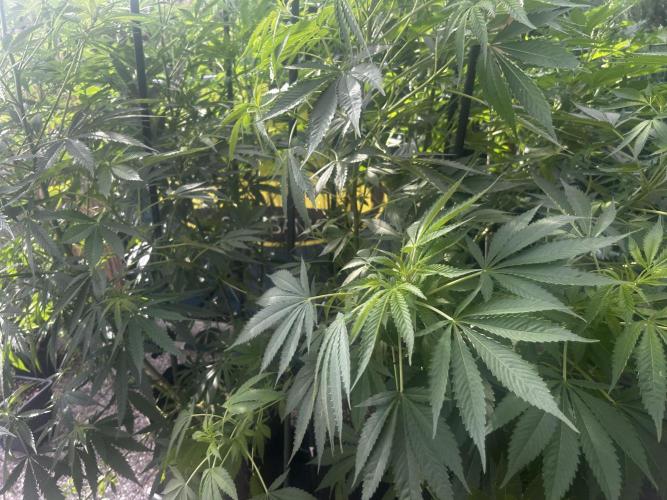 Local Ganja Farm. Week 11