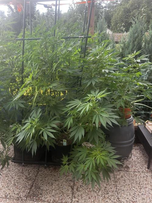 Local Ganja Farm. Week 12