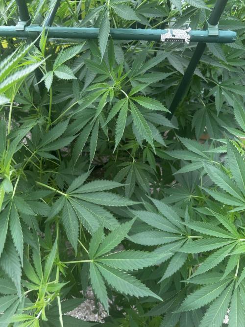 Local Ganja Farm. Week 12