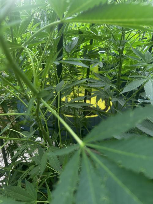 Local Ganja Farm. Week 12