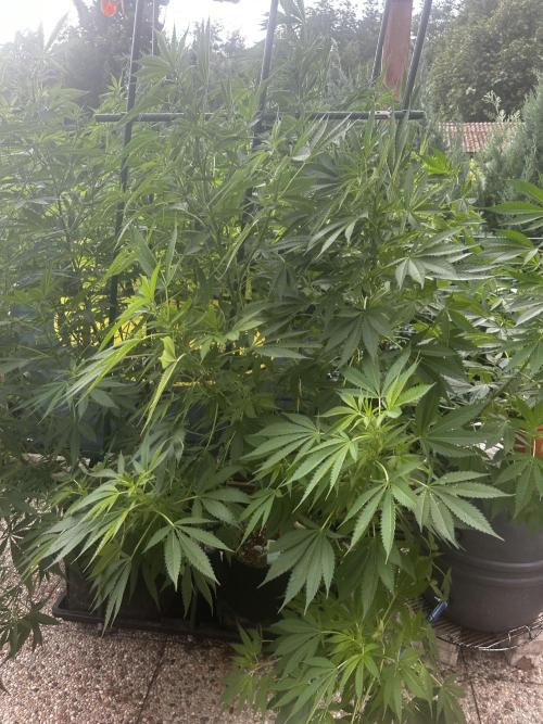 Local Ganja Farm. Week 12