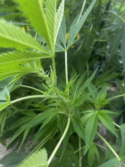 White Widow Regular. Week 12