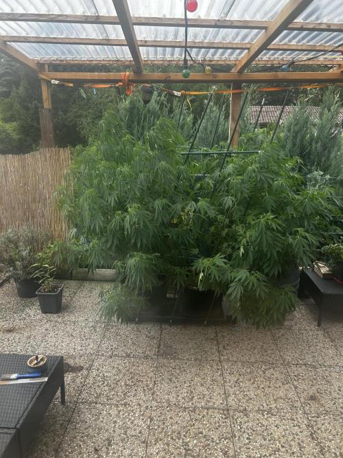 Local Ganja Farm. Week 13