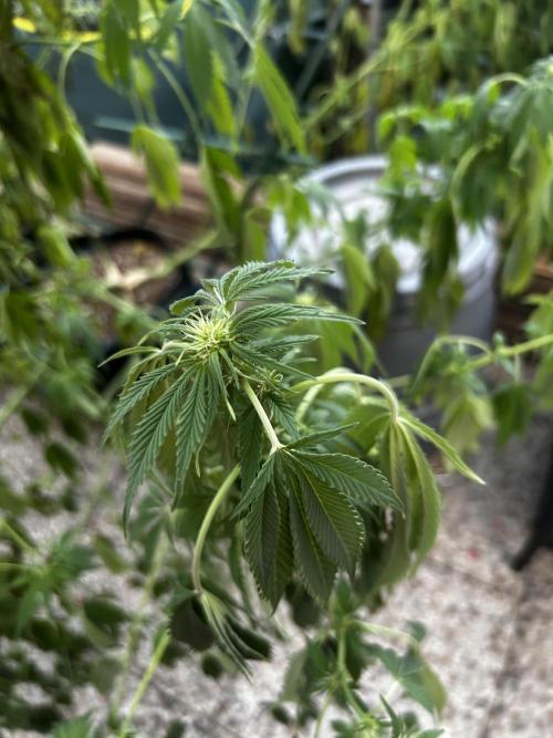 Local Ganja Farm. Week 14