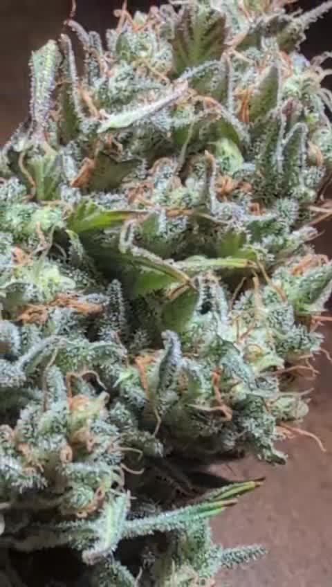 Sour Jealousy Auto - Fast Buds