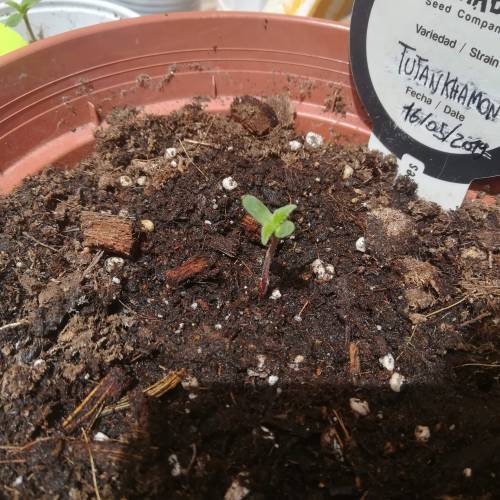 Auto Tutankhamon outdoor . Week 1