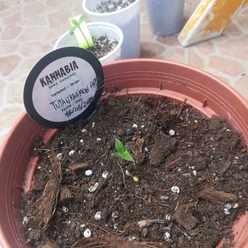 Auto Tutankhamon outdoor . Week 1