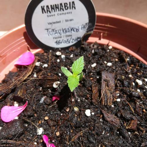 Auto Tutankhamon outdoor . Week 1